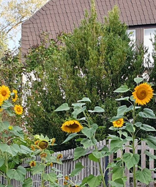 Martin-Luther-Haus, Sonnenblumen