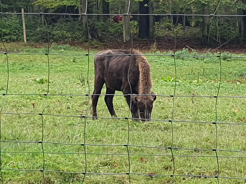 Kooperationsgottesdienst im Wildpark Gersfeld 2024