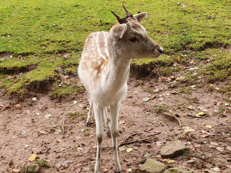 Kooperationsgottesdienst im Wildpark Gersfeld 2024