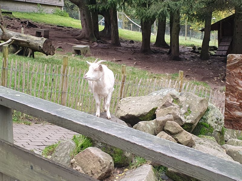 Kooperationsgottesdienst im Wildpark Gersfeld 2024